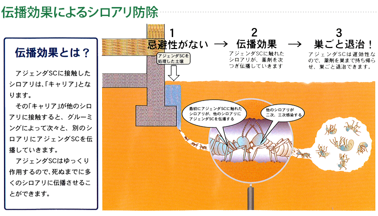 伝播効果によるシロアリ防除